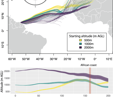 A trans-oceanic flight of over 4,200 km by painted lady butterflies